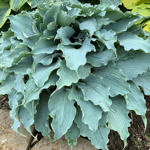 Blue Hosta | Dancing with Dragons Hosta sieboldiana PP# 32040 | Plantain Lily | 1 & 3 Gallon Containers  | Free Ground Shipping