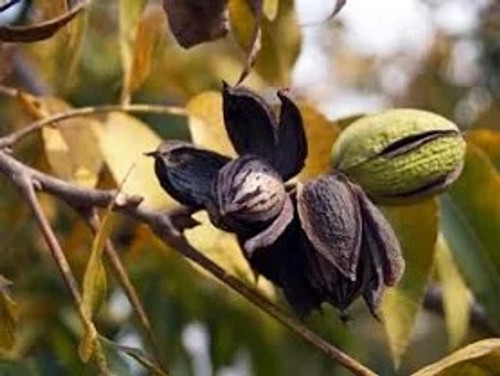 Hardy Pecan Tree | Carya illinonensis | 3 Gallon Tree | Free Ground Shipping