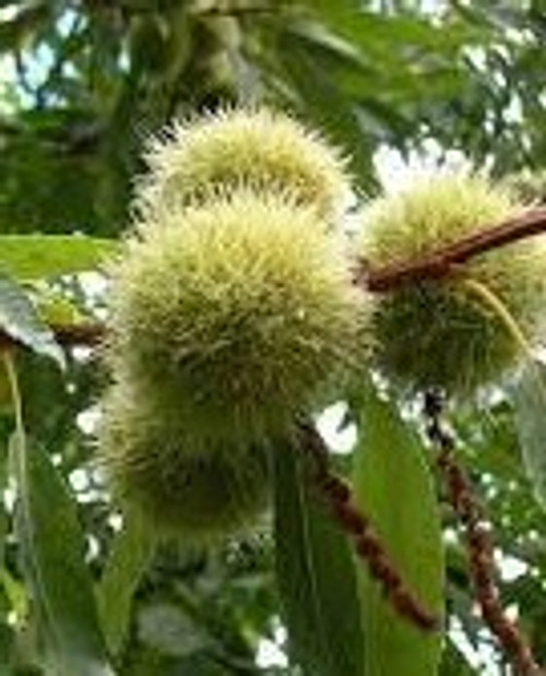 Magnificent and hearty! Chinese Chestnut Trees are easy to grow, you can eat the crispiest, sweetest chestnuts raw, roast, boil, or bake them. The tree grows quickly and has a nice, spreading shape. Plant seedling. Chinese chestnut tree. not susceptible to chestnut blight. able to handle cold. September is when it's ready. Plant two seedlings or a grafted chestnut type to make sure they get pollinated.