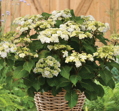 Hydrangea Wedding Gown – Southern Scapes Nursery