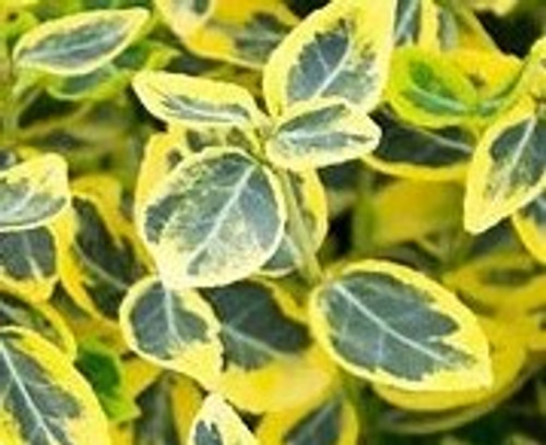 Golden Euonymus | Euonymus japonica 'Aureo-marginatus' |  1 & 3 Gallon Plant | Free Ground Shipping