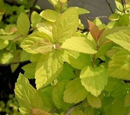 Spirea Goldmound  |  Spirea bumalda 'Gold Mound' | Quart & 1 Gallon Plant | Free Ground Shipping