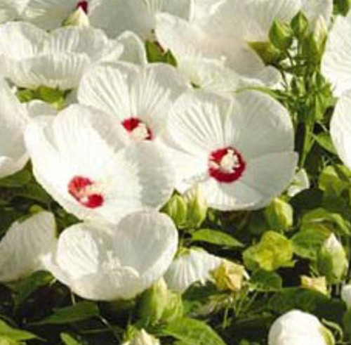 Explore the captivating Luna Hibiscus White available at www.shopplantfactory.com. Indulge in the tranquil allure of these exquisite blossoms, ideal for enhancing any garden. Start shopping now and enjoy the added perk of free shipping. Enhance your outdoor area with these stunning, pristine white flowers, sure to add a sense of serenity and sophistication to your residence.