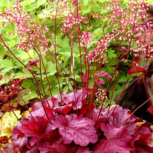 Heuchera 'Berry Smoothie'| Heuchera x 'Berry Smoothie' PP# 21,871