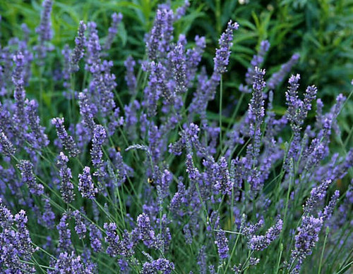 Phenomenal ®Lavender Plant | Lavandula intermedia 'Phenomenal'® PP | Quart Plant  | Free Ground Shipping