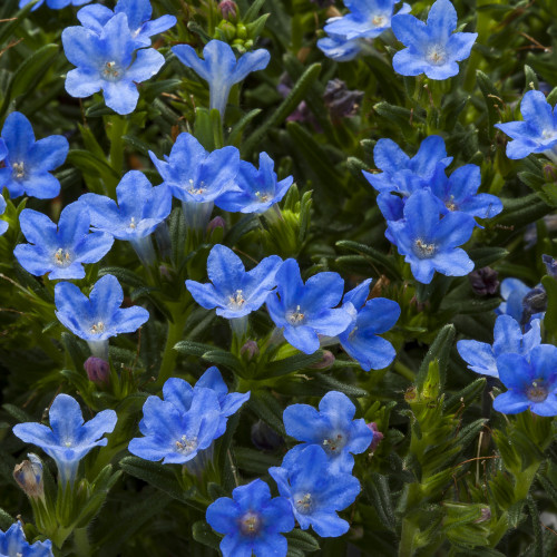 Closeup of Lithodora Tidepool™ 'Sky Blue' flowers