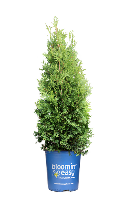 Private Jet™ Arborvitae |Thuja occidentalis 'King of Brabant' USPP29678, CPBRAF