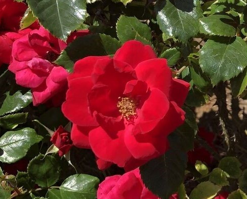 Cinnamon Hearts Rose Rosa x VLR13003