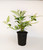 Bicolor Butterfly Bush | Buddleia x weyeriana 'Bicolor' - quart size plant