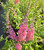Bicolor Butterfly Bush | Buddleia x Bicolor