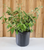 Bicolor Butterfly Bush | Buddleia x weyeriana 'Bicolor' - 3 gallon size plant