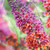 Buddleia x weyeriana 'Bicolor' | Buddleia x weyeriana 'Bicolor'