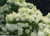 Bobo® Hydrangea paniculata