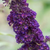 Black Knight Butterfly Bush