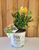 Yellow Honeysuckle Vine | 'Scentsation' Lonicera periclymenum