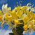 Yellow Honeysuckle Vine | 'Scentsation' Lonicera periclymenum | 1 Gallon Plant | Free Ground Shipping