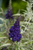 All The Blues Butterfly Bush | 3 Blooms in 1 Buddleia Collection