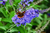 All The Blues Butterfly Bush | 3 Blooms in 1 Buddleia Collection