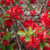 Scarlet Storm Double Take Flowering Quince |Chaenomeles speciosa ‘Double Take Scarlet’ USPP 20,951 | 1 Gallon Plant | Free Ground Shipping