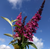 Hot Raspberry Butterfly Bush | Buddleia davidii Buzz® 'Hot Raspberry'  | Quart Plant | Free Ground Shipping