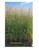 Fire Dragon Maiden Grass | Miscanthus sinensis 'Fire Dragon' | Quart & 3 Gallon Plant | Free Ground Shipping