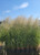 Fire Dragon Maiden Grass | Miscanthus sinensis 'Fire Dragon' | Quart & 3 Gallon Plant | Free Ground Shipping