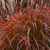 Fire Dragon Maiden Grass | Miscanthus sinensis 'Fire Dragon' |