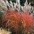 Fire Dragon Maiden Grass | Miscanthus sinensis 'Fire Dragon' Fire Dragon Maiden Grass | Miscanthus sinensis 'Fire Dragon'