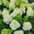 Limelight ™ Hydrangea | Shrub | Hydrangea paniculata 'Limelight' ™ | Quarts & 3 Gallon Plant | Free Ground Shipping