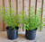 Double Flowering  Japanese Kerria | Kerria japonica ‘Plenifolia’ | Quart , 1, & 3 Gallon Plant | Free Ground Shipping