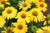 Lemon Yellow Echinacea | Sombrero® Lemon Yellow Improved Echinacea 'Balsomemyim' Quart Plant | Free Ground Shipping