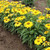 Lemon Yellow Echinacea | Sombrero® Lemon Yellow Improved Echinacea 'Balsomemyim' Quart Plant | Free Ground Shipping