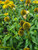 Lemon Yellow Echinacea | Sombrero® Lemon Yellow Improved Echinacea 'Balsomemyim' Quart Plant | Free Ground Shipping