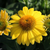 Lemon Yellow Echinacea | Sombrero® Lemon Yellow Improved Echinacea 'Balsomemyim' Quart Plant | Free Ground Shipping