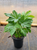 Fatsia Japonica |  Aralia sieboldi 'Fatsia japonica' | Quart & 1 Gallon Plant | Free Ground Shipping