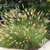 Little Kitten Dwarf Maiden Grass | Miscanthus sinensis 'Little Kitten' | Quart & 3 Gallon Plant | Free Ground Shipping