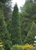 Thuja occidentalis 'Art Boe' P.P. #22,174 North Pole™ Arborvitae