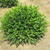 Winter Gem Boxwood | Buxus microphylla var. 'Winter Gem' | 1 Gallon Plant | Free Ground Shipping