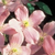 Montana Mayleen Clematis | Clematis montana 'Mayleen' | Quart Plant | Free Ground Shipping