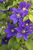 Clematis Olympia | Boulevard® Olympia™ | Clematis Clematis 'Evipo099' PPAF