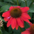 Artisan Red Ombre Coneflower