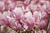 Saucer Magnolia Pink Tulip Tree