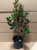 Little Gem Magnolia Tree | Magnolia grandiflora 'Little Gem' | 5 Gallon Plant | Free Ground Shipping