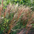 Maiden Grass |  Chinese Silver Grass |Miscanthus sinensis ‘Gracillimus’