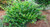 "Discover the secret to thriving landscapes with Bayou Bliss® Distylium - the ultimate choice for elegant, low-maintenance greenery. Enjoy free shipping and exclusive bulk discounts on our premium plants, perfect for transforming any space with effortless beauty. Explore our extensive collection now for the perfect addition to your garden. Order today and elevate your outdoor oasis with Bayou Bliss® Distylium!"