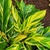 Variegated Shell Ginger | Alpinia zerumet | Quart Plant | Free Ground Shipping