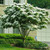 Kousa Dogwood | Kousa var. chinensis 'Kousa' | White Flowering Dogwood | 5 Gallon Plant | Free Ground Shipping