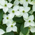 Kousa Dogwood | Kousa var. chinensis 'Kousa' | White Flowering Dogwood | 5 Gallon Plant | Free Ground Shipping