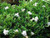 "Explore the enchanting allure of Gardenia Radican through captivating images that showcase the beauty of this evergreen shrub. Admire the glossy, dark green foliage and the exquisite, fragrant white blossoms that adorn its branches, creating a picturesque garden haven. Our gallery captures the intricate details of Gardenia Radican, highlighting its compact form and versatility as a ground cover or container plant. Immerse yourself in the lush visuals that epitomize this popular ornamental species, perfect for enhancing landscapes with timeless elegance. Discover the ideal planting conditions and care tips, ensuring a thriving display of Gardenia Radican's charm. Unveil nature's masterpiece with these stunning images."