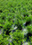 Take a peek at our growing beds, where our 3-gallon Gardenia Radicans are grown. These beautiful plants, which are in carefully taken care of and are the result of years of experience for our staff. Each beautiful flower shows how well the skilled hands that care for them make sure they are of the highest quality. Our hardworking staff carefully grows these Gardenia Radicans, choosing and taking care of each plant with great care. This beautiful picture shows the thriving beauty of our current crop and captures the essence of our dedication to excellence. Our 3-gallon Gardenia Radicans, which were meticulously produced by experienced professionals, will make your garden look better than ever.